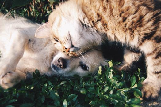 Taking Care of Pets in Your Will